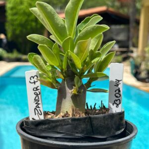 2302 44 Arabicum Zander F3