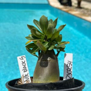 2302 54 Arabicum Hulk Black F3