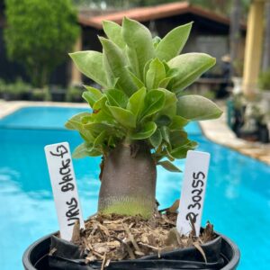 2302 55 Arabicum Urus Black F3