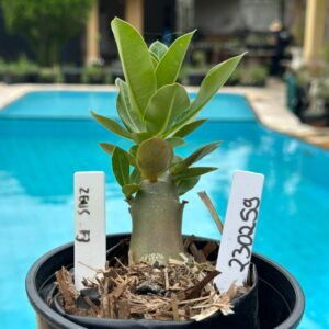 2302 59 Arabicum Zeus F3