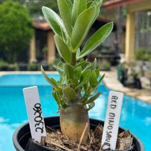 2302 60 Arabicum Dinossauro F3