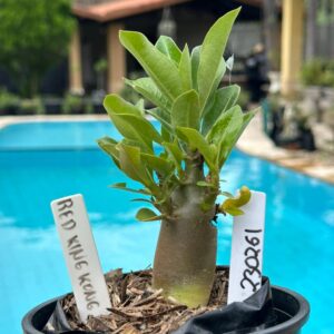 2302 61 Arabicum King Kong Red F3