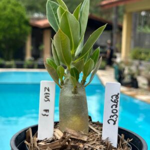 2302 62 Arabicum Zeus F3