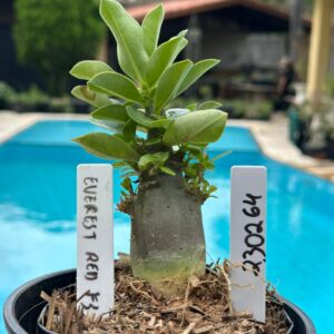 2302 64 Arabicum Everest red F3