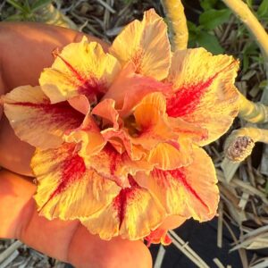 Avaria - Rosa do Deserto Lança Chamas (Laranja)