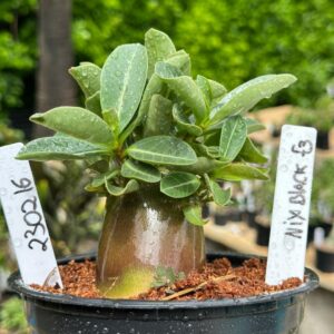 2302 16 Arabicum Nix Black  F3 ( Vitrine )