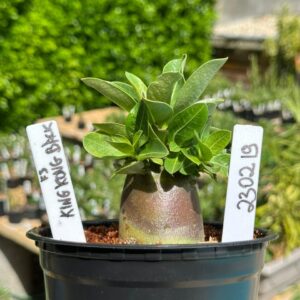 2302 19 Arabicum King Kong Black  F3 ( Vitrine )