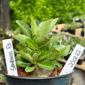 2302 22 Arabicum Spartacus F3 ( Vitrine )