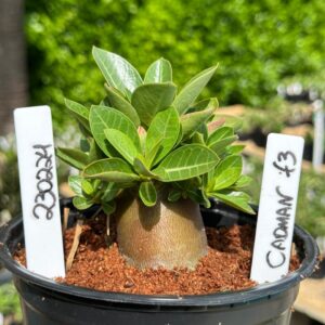 2302 24 Arabicum Cadman F3 (Vitrine )