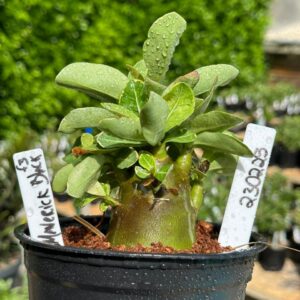 2302 25 Arabicum Maverick Black F3 (Vitrine )