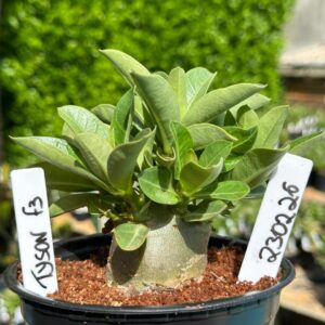 2302 26 Arabicum Tyson F3 (Vitrine )