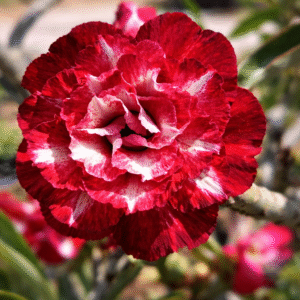 Avaria - Rosa do Deserto Cardeal (Vermelha)