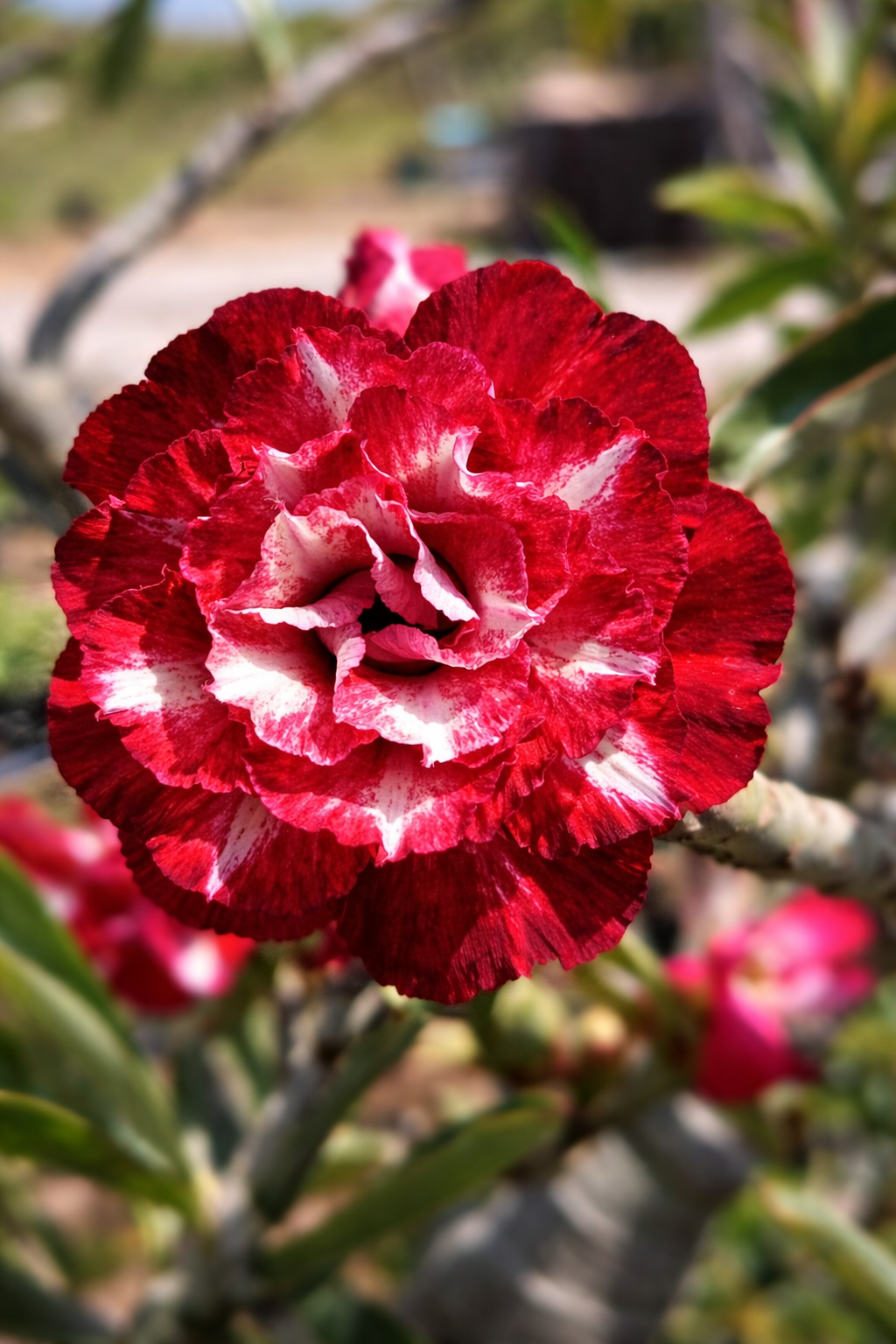 Podadinha - Rosa do Deserto Cardeal