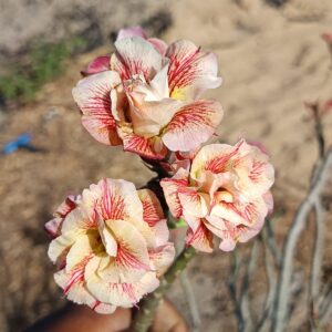 Podadinha - Rosa do Deserto Deusa do Vento