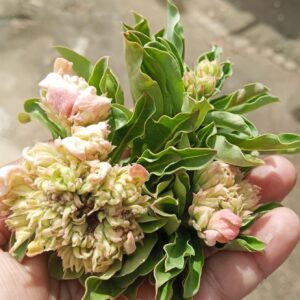 Podadinha - Rosa do Deserto Green Elf II