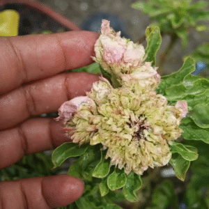 Podadinha - Rosa do Deserto Peach Elf II