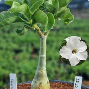 1112 115 Baobá Baby Swazicum white  (viveiro)