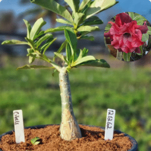 1212 62 Baobá Baby Cibele (viveiro)