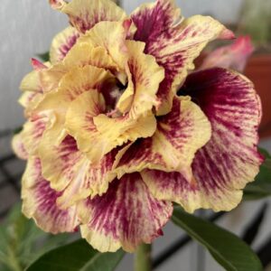 Podadinha - Rosa Do Deserto Golden Faith