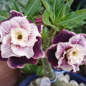 Avaria - Rosa Do Deserto Golden Faith II