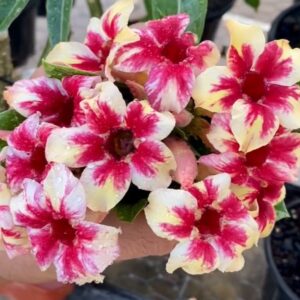 Podadinha - Rosa do Deserto Star Cluster