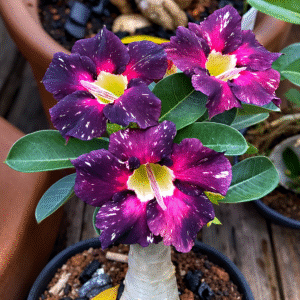 Podadinha- Rosa do Deserto Céu Estrelado Singela