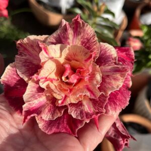 Podadinha - Rosa do Deserto Thais W