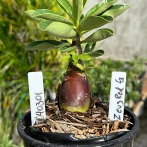 0403 01Arabicum Zeus Red F3