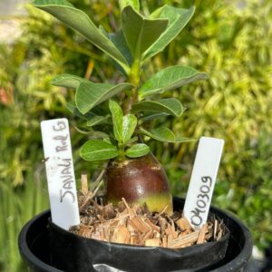 0403 09 Arabicum Javali Red  F3