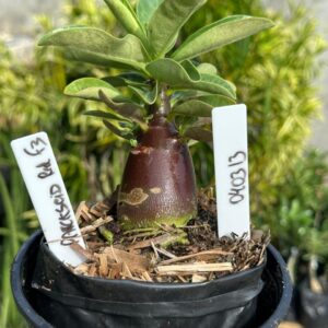 0403 13 Arabicum Darckseid Red  F3