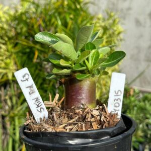 0403 15 Arabicum Skin Red  F3