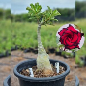 0403 01 Baobá Baby Blue Dragon - (Viveiro)