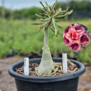 0403 03 Baobá Baby Supreme  - (Viveiro)