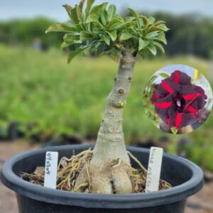 0403 04 Baobá Baby viuva Negra Dobrada  - (Viveiro)