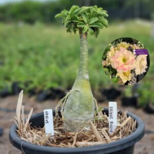 0403 05 Baobá Baby Bridal Buquet  - (Viveiro)