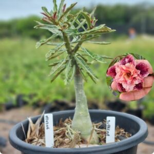 0403 06 Baobá Baby supreme  - (Viveiro)