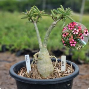 0403 07 Baobá Baby Star  - (Viveiro)