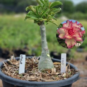 0403 09 Baobá Baby Filo  - (Viveiro)