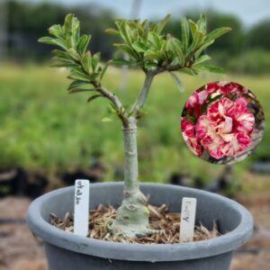 0403 10 Baobá Baby Kindly  - (Viveiro)