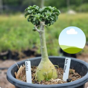 0403 11 Baobá Baby Bodhidharme - (Viveiro)