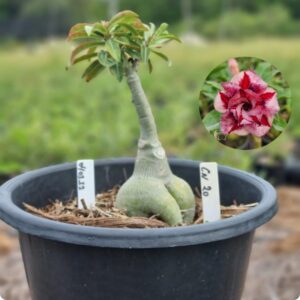 0403 12 Baobá Baby CN 20 - (Viveiro)