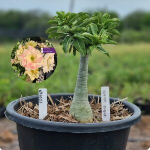 0403 13 Baobá Baby Bridal Buquet - (Viveiro)