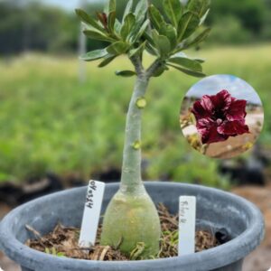 0403 14 Baobá Baby Black Hole  - (Viveiro)