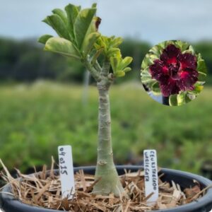 0403 15 Baobá Baby Céu Estrelado Variegata  - (Viveiro)