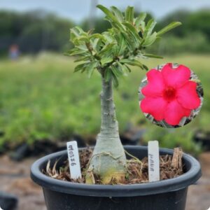 0403 16 Baobá Baby Mana  - (Viveiro)