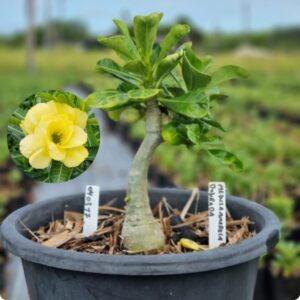 0403 17 Baobá Baby Medusa Amarela Dobrada  - (Viveiro)