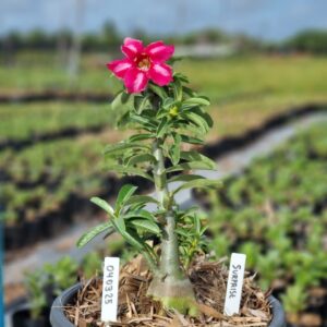 0403 25 Baobá Baby Surprise  - (Viveiro)