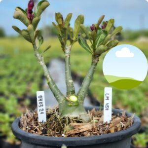 0403 21 Baobá Baby Lm 458  - (Viveiro)