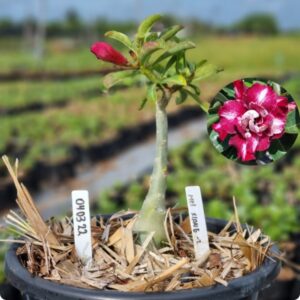 0403 22 Baobá Baby Mei Xiang 2  - (Viveiro)