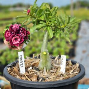 0403 27 Baobá Baby Saturno  - (Viveiro)